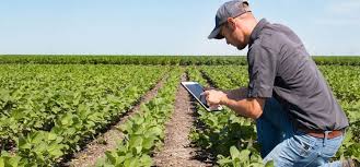 Agronomical Advisory